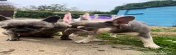 French Bulldog dogs for sale: Beautiful French bulldogs new borns  🐶💙💗 - Advert 4