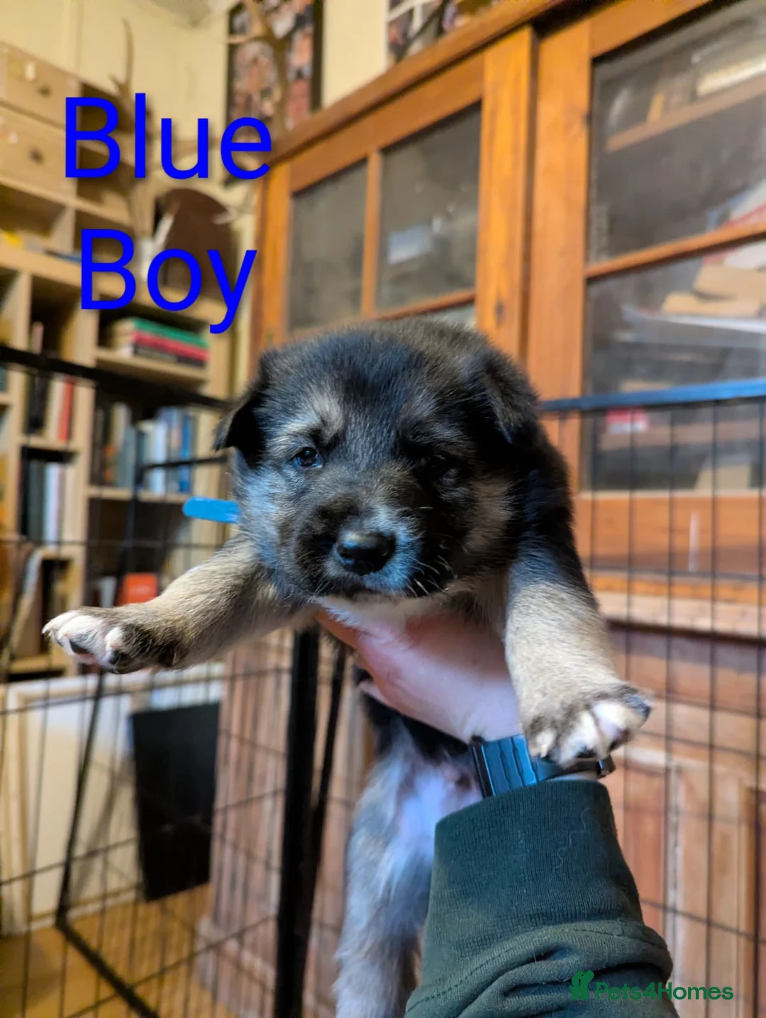 Mixed Breed dogs for sale: Alaskan Malamute x German Sheperd Puppies - Advert 4