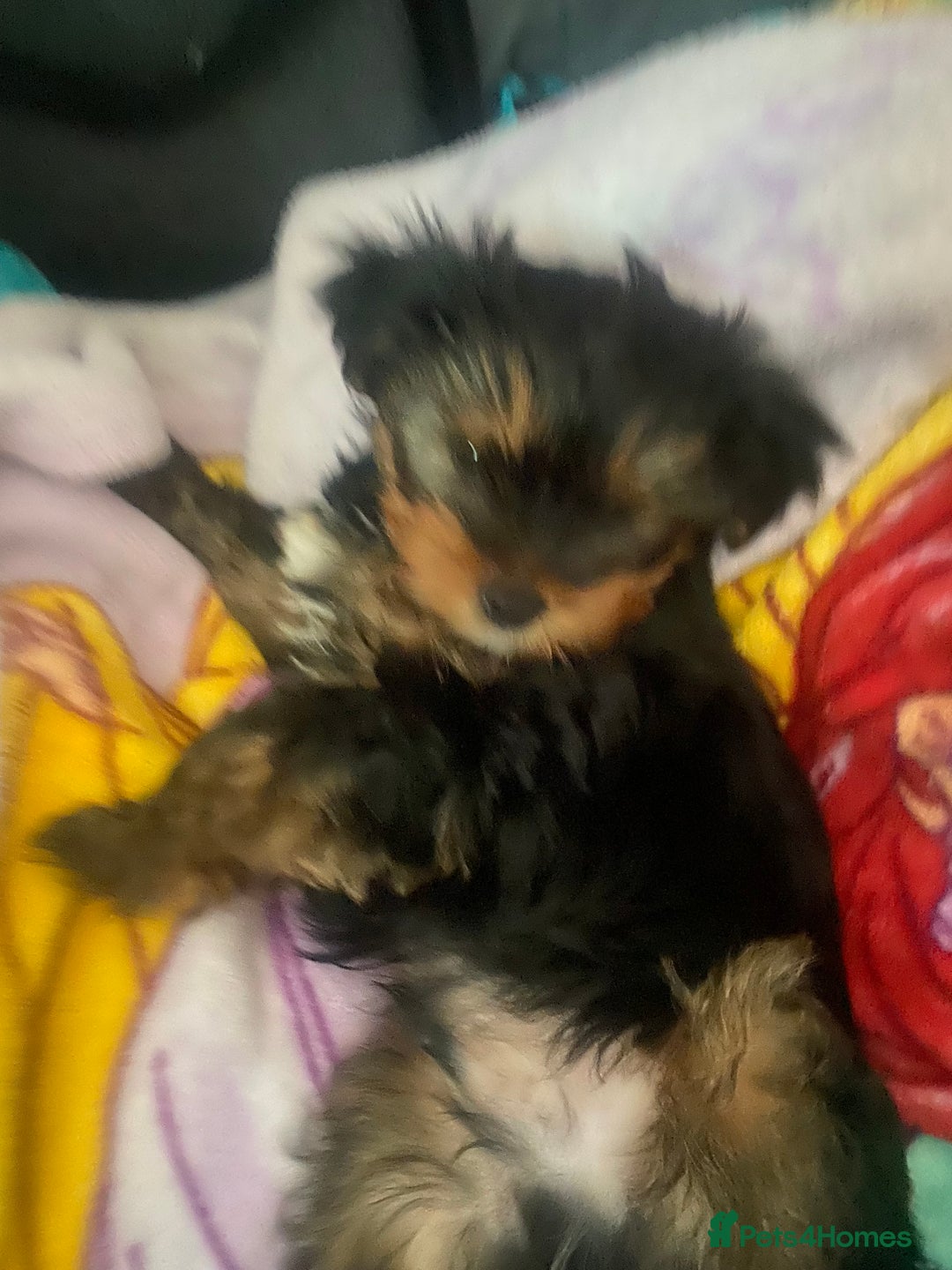 Yorkshire Terrier dogs for sale: Pumpkin really Yorkshire - Advert 5
