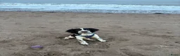 English Springer Spaniel dogs for sale: Gorgeous springer spaniel pup  in Wellington - Advert 6