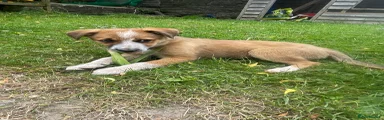 Mixed Breed Puppy 5
