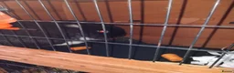 Lionhead rabbits for sale: Elmo the LionHead in Bolton - Advert 2