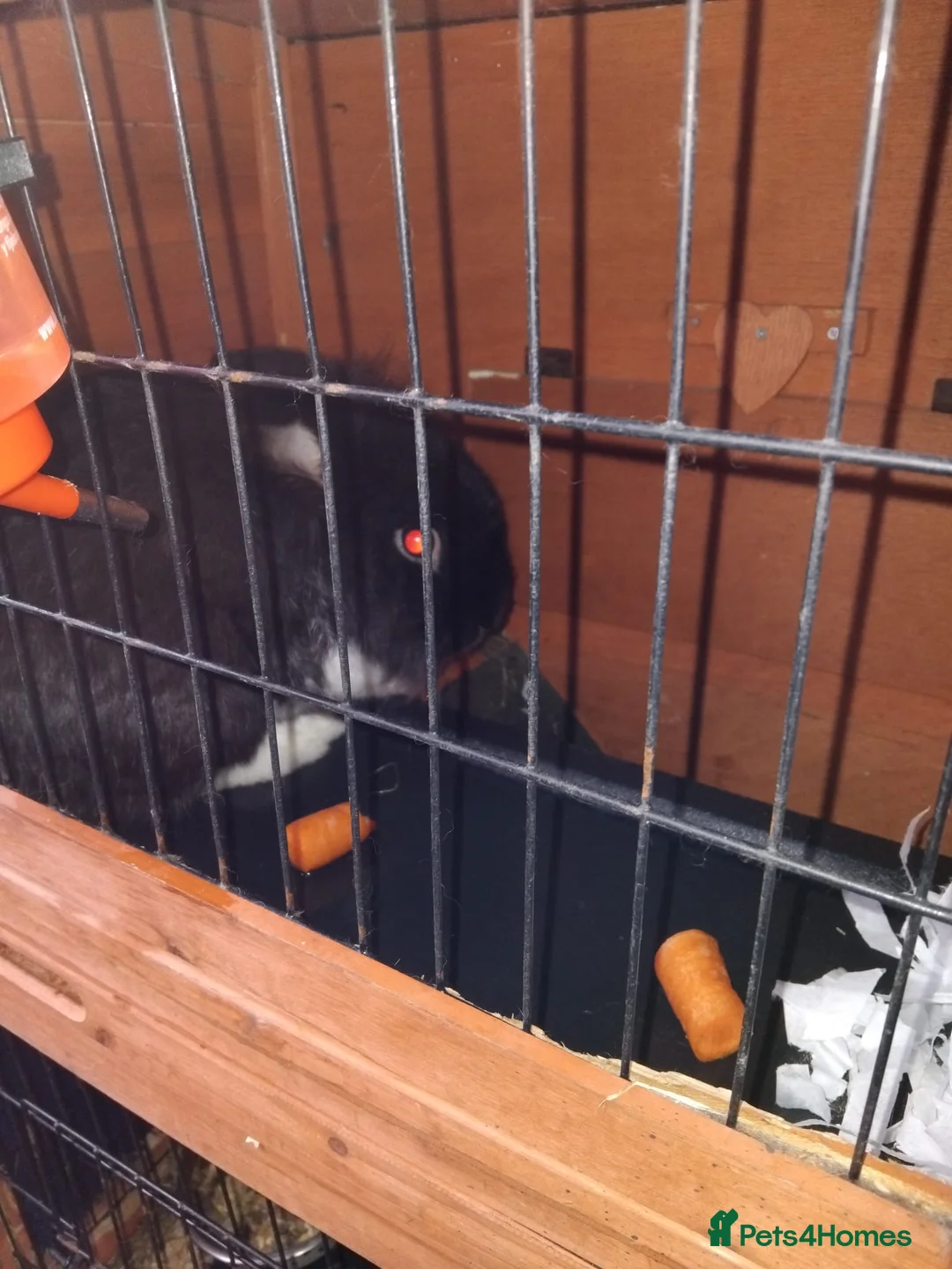 Lionhead rabbits for sale: Elmo the LionHead in Bolton - Advert 2