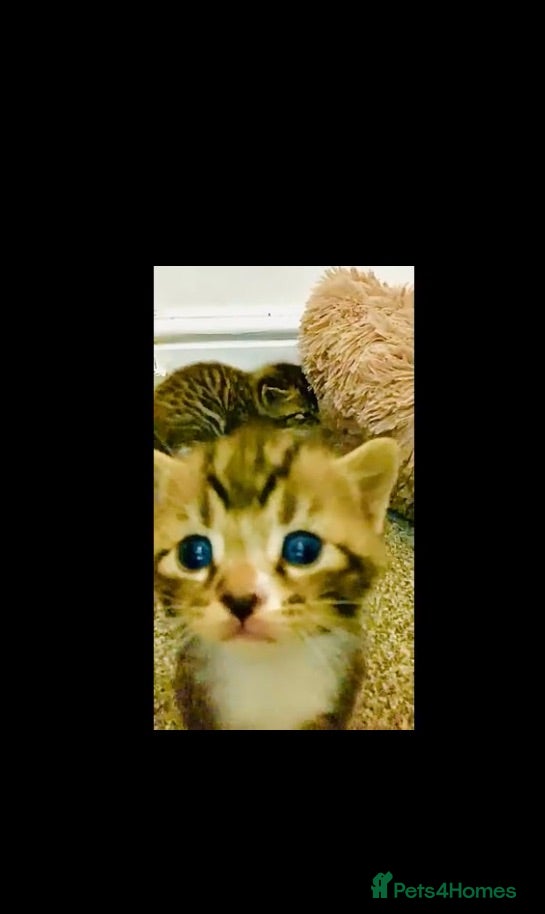 British Shorthair cats British Shorthair Mix Kittens for Reserving - Advert 4