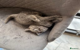 British Shorthair cats for sale: STUNNING pedigree solid blue 7month female kitten  - Image 6