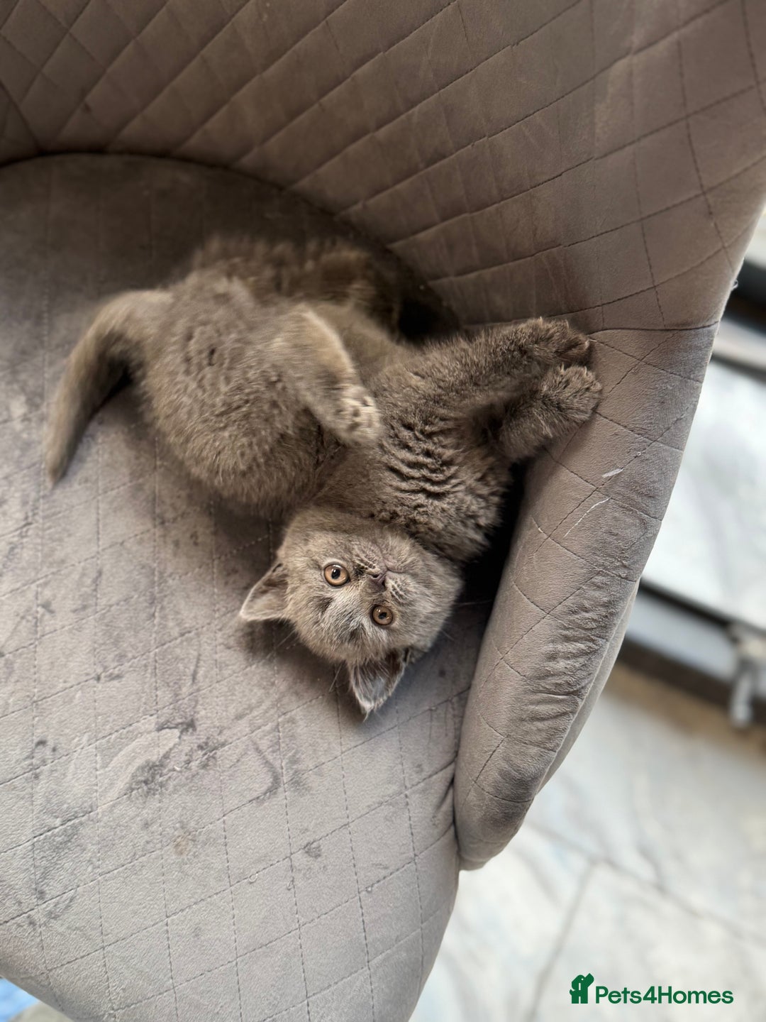British Shorthair cats for sale: STUNNING pedigree solid blue 7month female kitten  - Image 6
