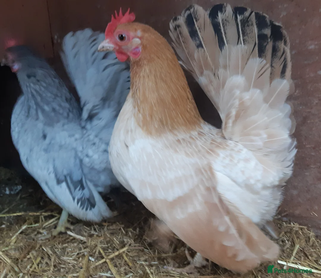 Chickens poultry for sale: Serama Bantams  - Advert 9