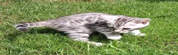 Bengal cats for stud: Unique Black Smoke Bengal stud boy - Advert 14