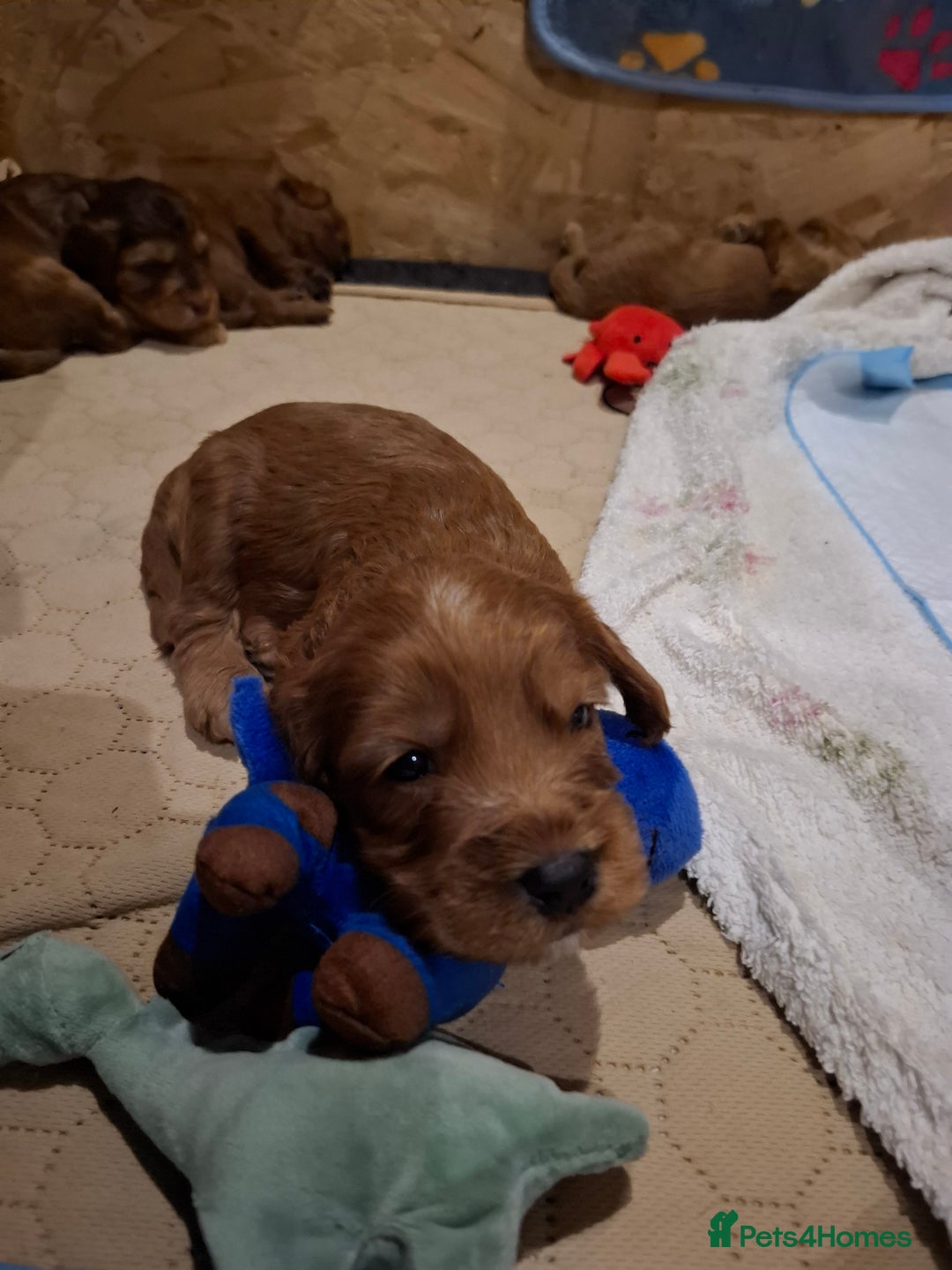 Cockapoo dogs for sale: F2 Cockapoos Puppies Gloucester - Advert 9