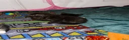 Mixed Breed cats for sale: Female kittens for sale  - Advert 18
