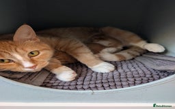 Mixed Breed cats for sale: Playful boy for sale ready now - Image 11