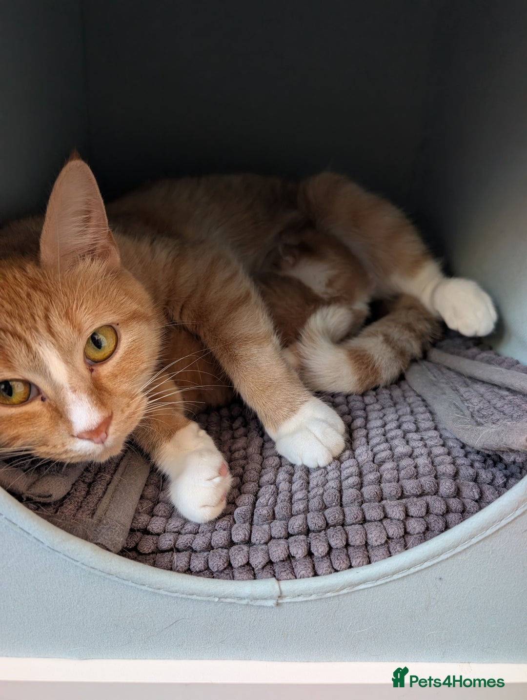 Mixed Breed cats for sale: Playful boy for sale ready now - Image 11
