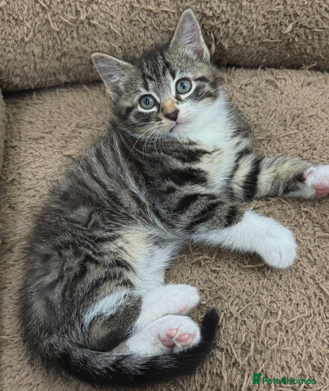 Mixed Breed cats for sale: GORGEOUS KITTENS  - Advert 12