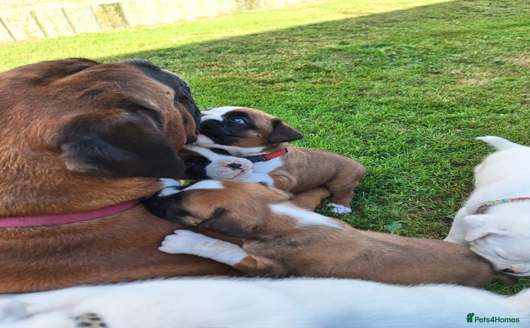 Boxer dogs - Advert 15