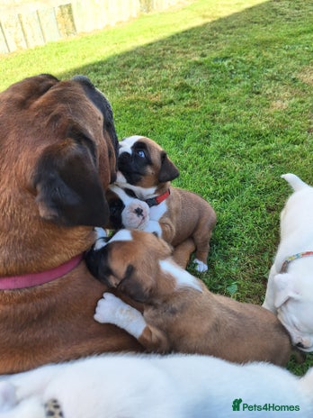 Boxer dogs - Advert 1