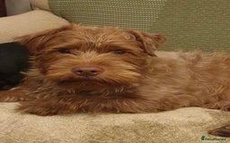 Patterdale Terrier dogs for sale: Patterdale Terrier Charlie - Image 1
