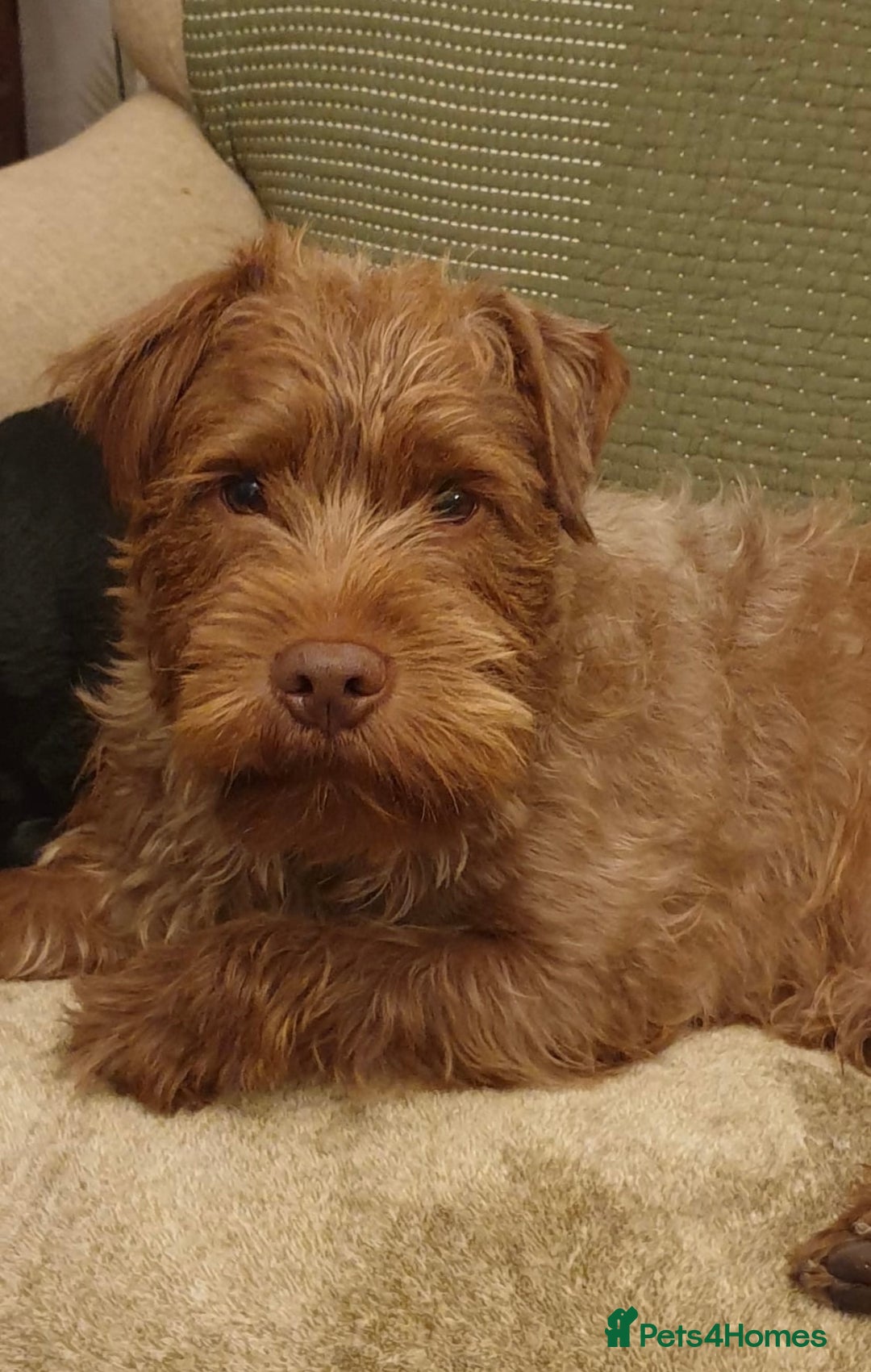 Patterdale Terrier dogs for sale: Patterdale Terrier Charlie - Image 1