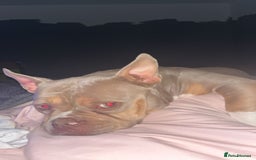 American Bully dogs for sale: Female pocket bully lilac & tan  - Image 3