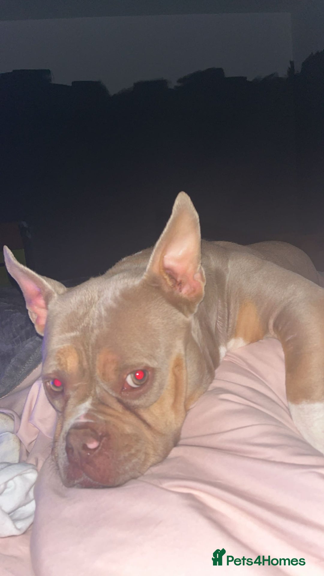 American Bully dogs for sale: Female pocket bully lilac & tan  - Image 3
