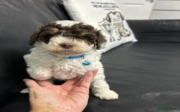 Toy Poodle dogs for sale: Toy poodle boy chocolate and white  - Advert 6