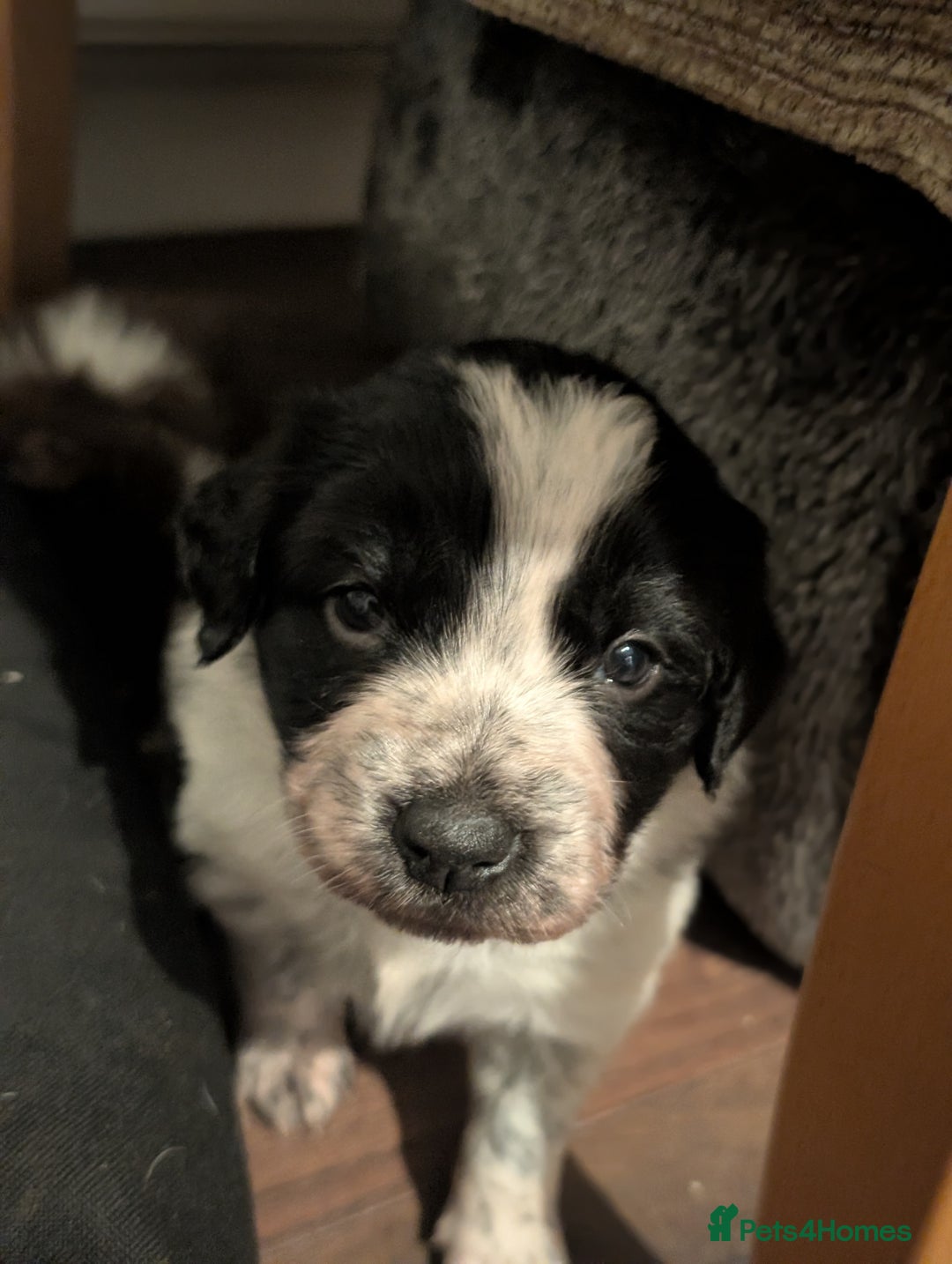 Border Collie dogs for sale: Collie mix puppies looking for their families! - Image 28