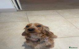 Cocker Spaniel dogs for sale: Lovely natured spaniel puppies - Image 4