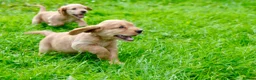 Cocker Spaniel dogs for sale: Gorgeous Golden Working Cocker Spaniels - Advert 13