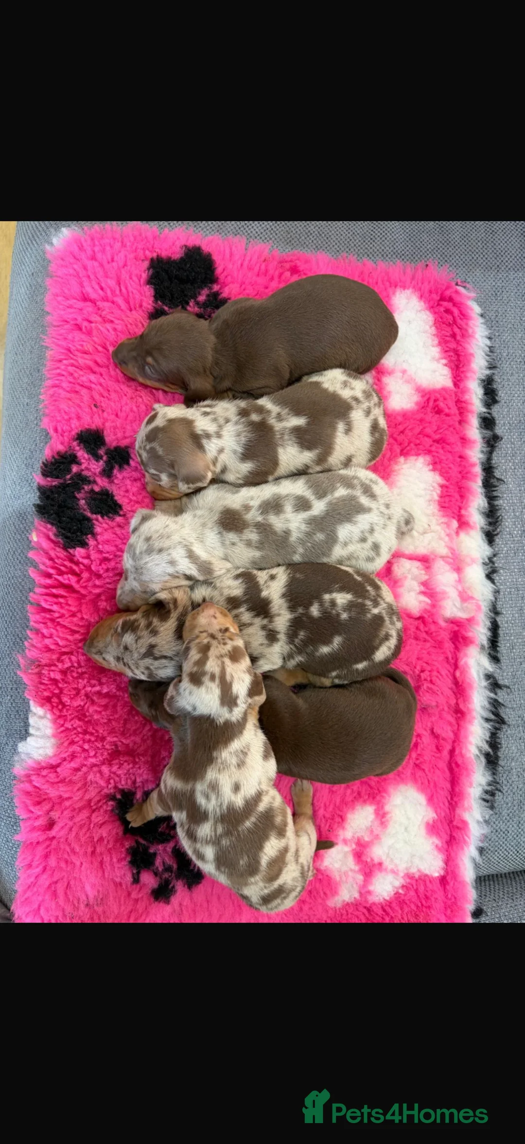 Miniature Dachshund dogs for sale: Beautiful Miniature Dachshunds - Advert 5