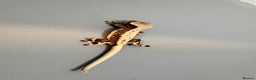 Gecko reptiles for sale: Crested Geckos - Various morphs - Ready to go - Advert 2