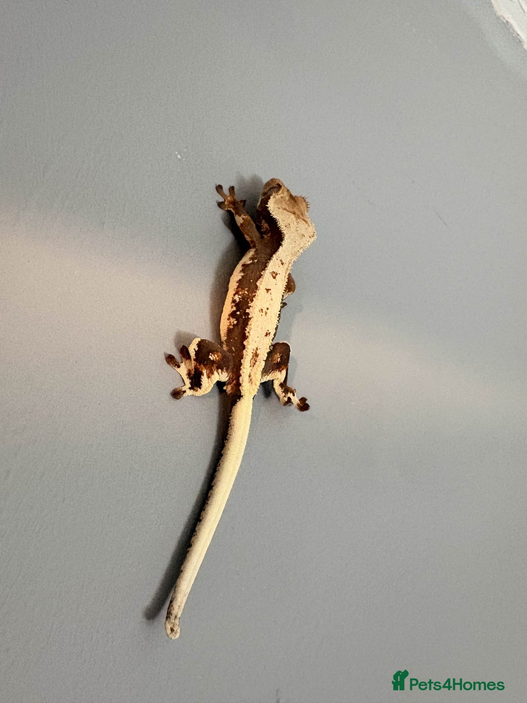 Gecko reptiles for sale: Crested Geckos - Various morphs - Ready to go - Advert 2
