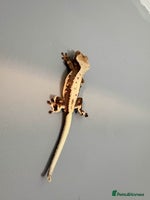 Gecko reptiles Crested Geckos - Various morphs - Ready to go - Advert 5