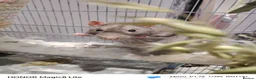 Rat rodents for sale: 2x sweet rat boys  - Advert 1