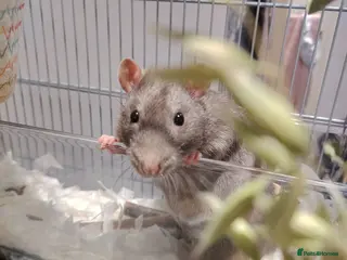 Rat rodents 2x sweet rat boys - Advert 19