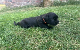 Glen of Imaal Terrier dogs for sale: Beautiful Glen of Imaal Terrier Puppies - Image 9
