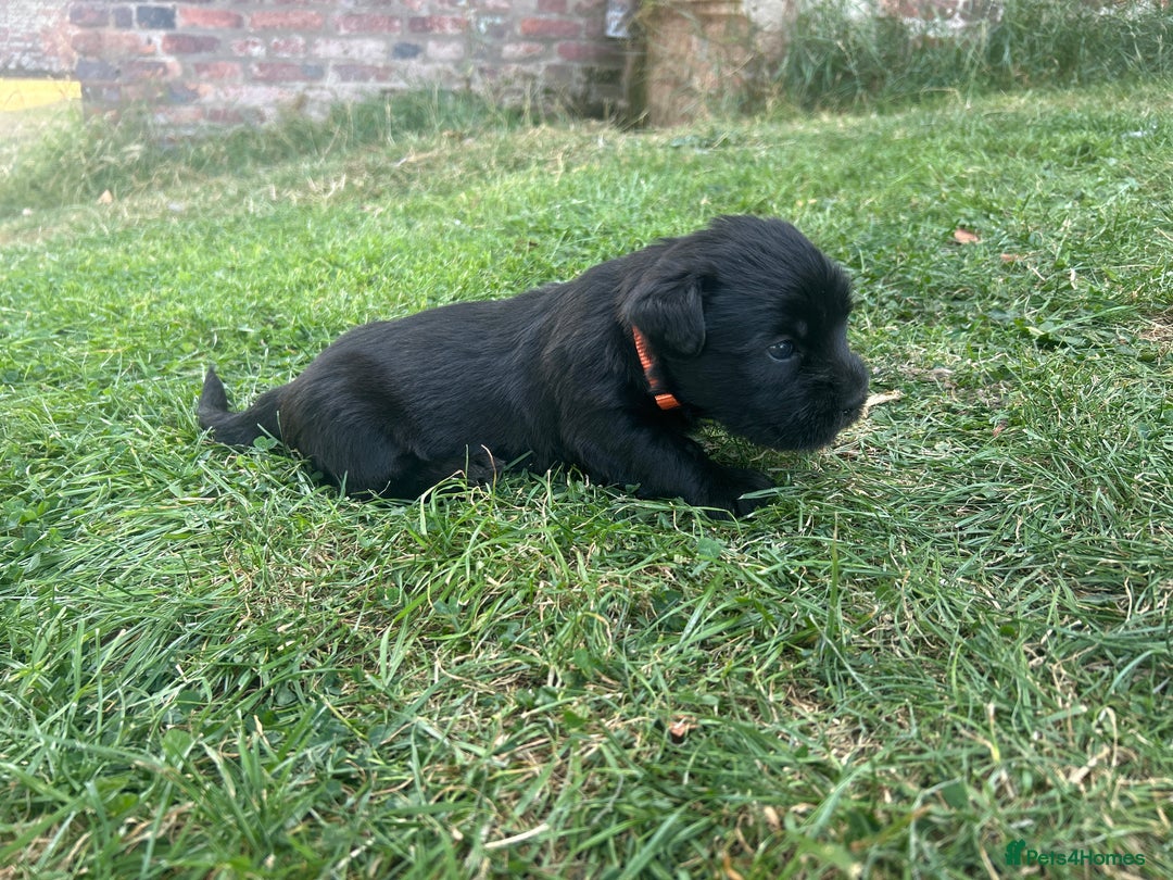 Glen of Imaal Terrier dogs for sale: Beautiful Glen of Imaal Terrier Puppies - Image 9