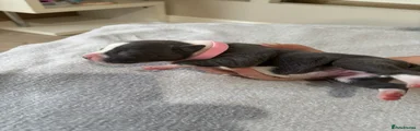 (WILLOW) Pink collar Girl