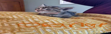 Mixed Breed Kitten 2
