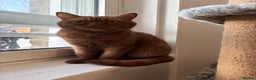 British Shorthair cats for sale: GCCF Active Registered Cinnamon British shorthair  - Advert 2