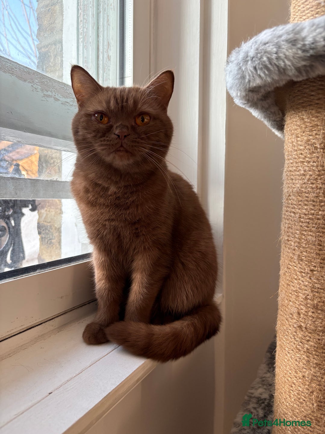 British Shorthair cats for sale: GCCF Active Registered Cinnamon British shorthair  - Advert 2