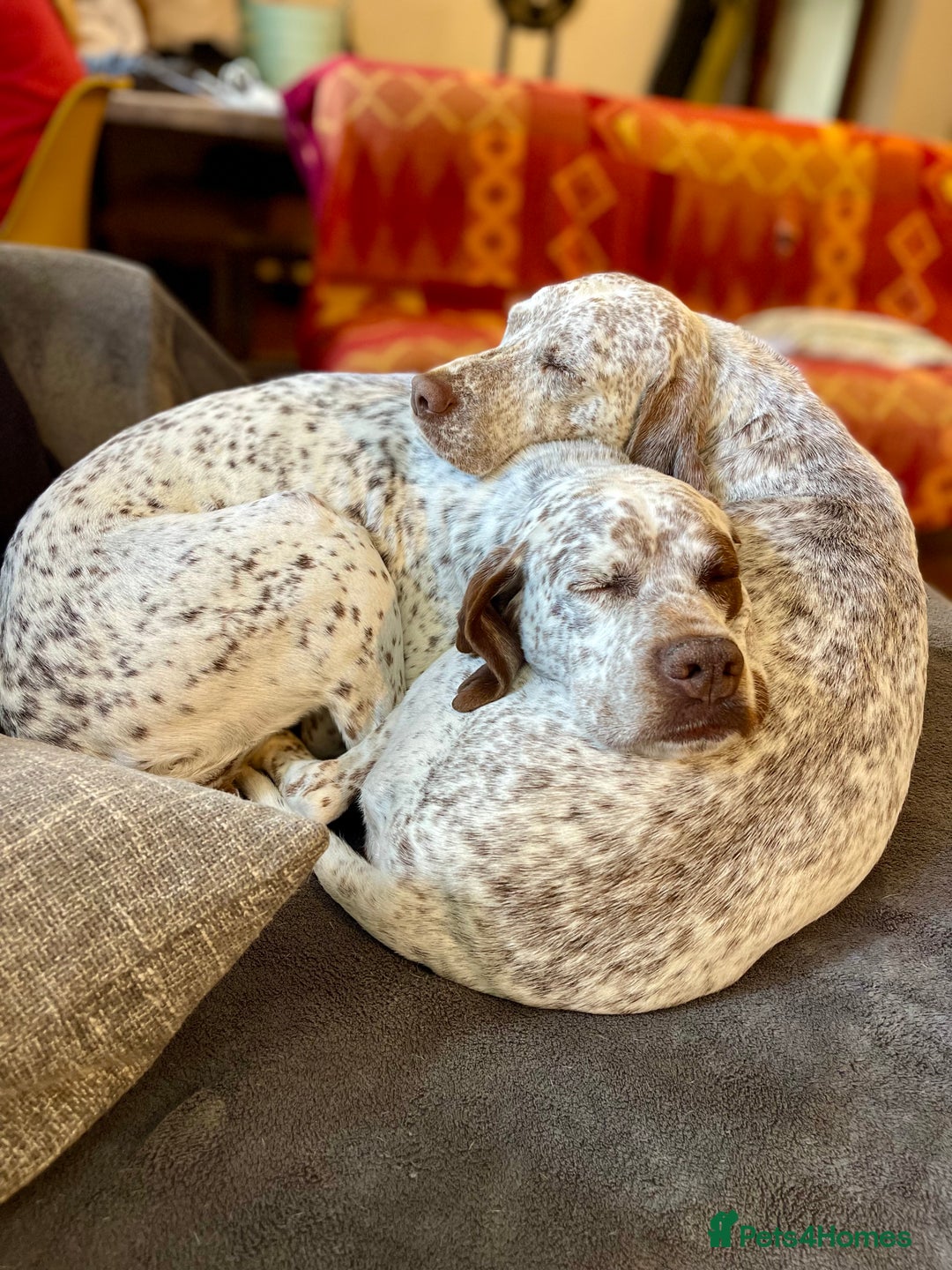 Pointer dogs for sale: French Pointer - Braque du Bourbonnais 🇫🇷  - Image 22