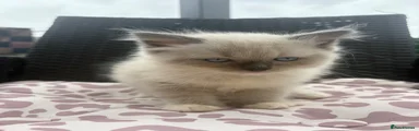 Ragdoll 1