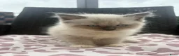 Ragdoll cats for sale: Ragdoll & ragcoon kittens - Advert 8