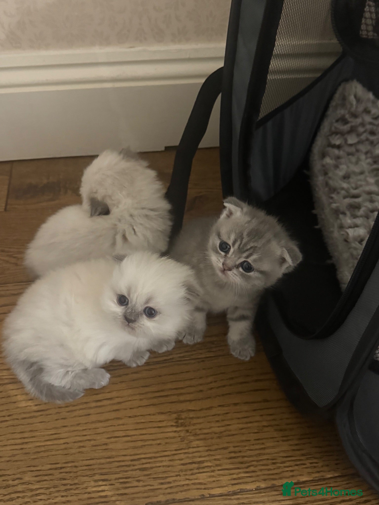 British Shorthair cats 3 kittens for sale  - Advert 15