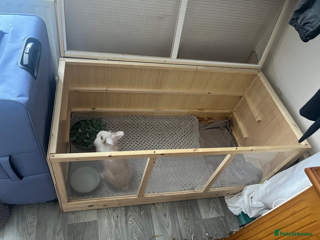 Lionhead rabbits for sale: Lionhead rabbit  - Image 5