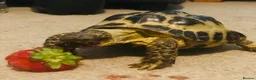 Tortoise reptiles for sale: Tortoise for sale - Advert 2