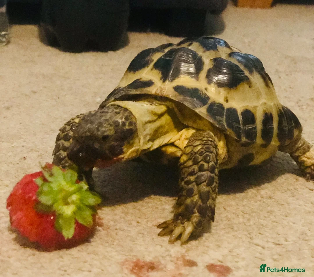 Tortoise reptiles for sale: Tortoise for sale - Advert 2