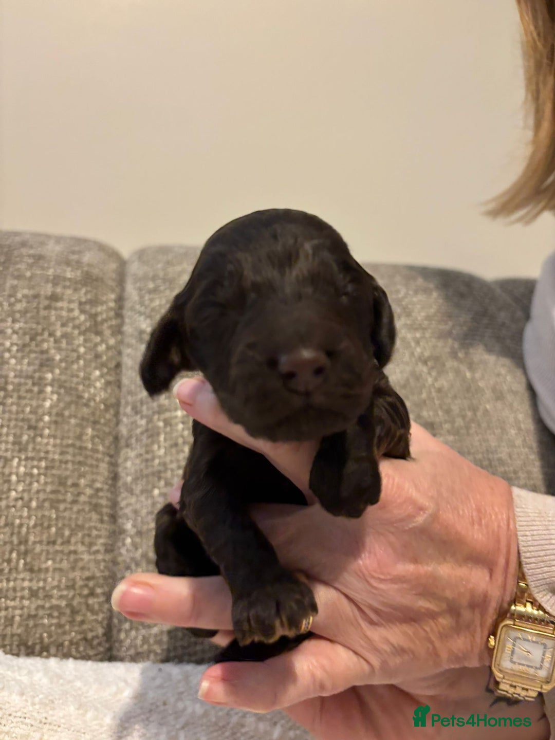 Cockapoo dogs for sale: F1 show cockapoos - Advert 8