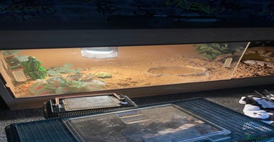 Bearded Dragon reptiles - Advert 14