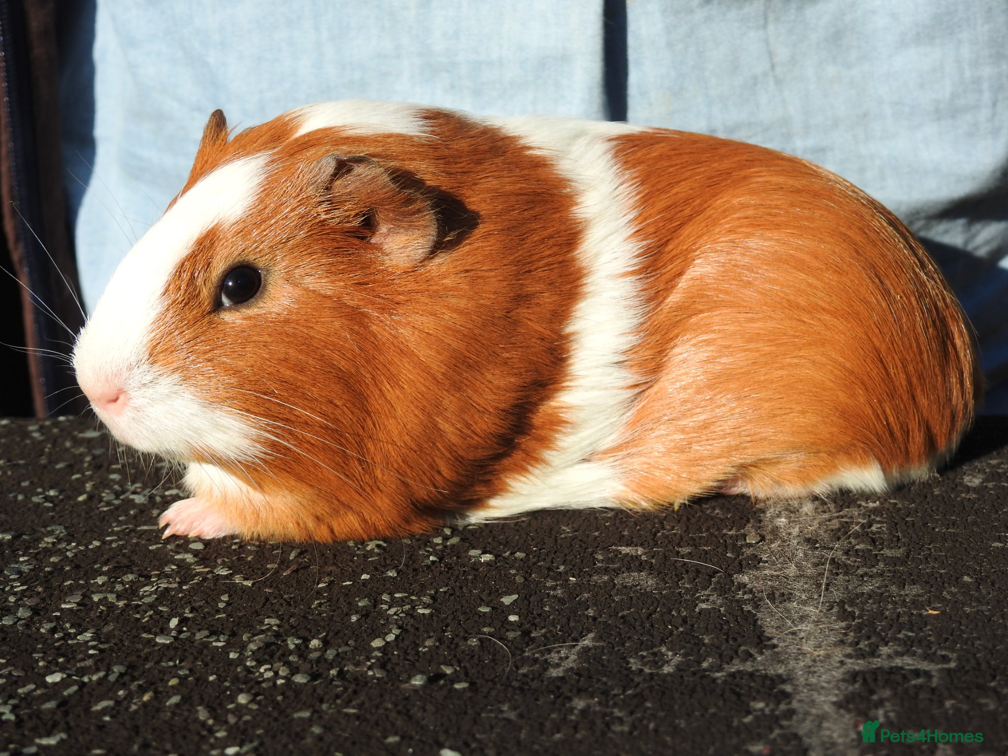 Guinea Pig rodents Pretty Female Guinea pigs for sale - Advert 1