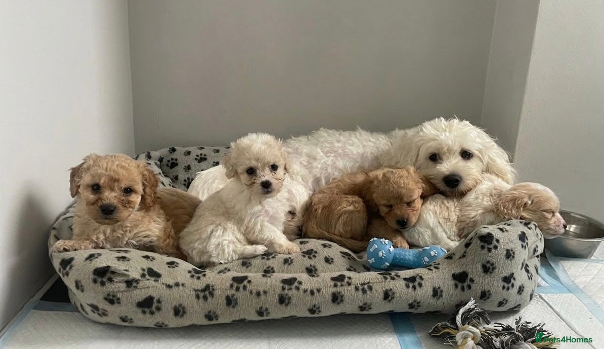 Cavapoo dogs Beautiful Cavapoo puppies 🐶  - Advert 9
